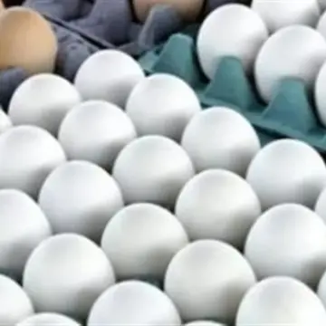 رئيس شعبة البيض: السوق يشهد فترات انخفاض غير مُسلط عليها الضوء إعلامياً